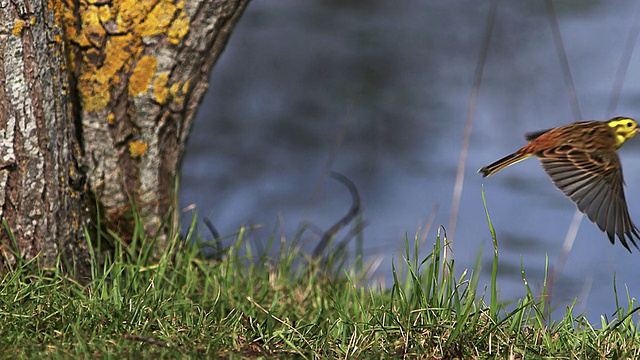 MS SLO MO yellow whammer (emberiza citrinella) from grass / Vieux Pont，诺曼底，法国视频素材