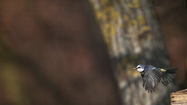 MS SLO MO Blue Tit (parus caeruleus)从食槽中起飞，食槽中有食物，法国诺曼底Vieux Pont视频素材