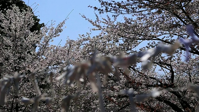 MS R/F樱花和omikuji吹在风对天空/上野公园，东京，日本视频素材