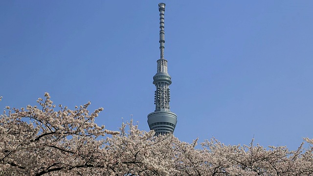 樱花在住田公园对东京天空树/住田公园，东京，日本视频素材