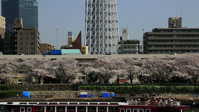 日本东京隅田公园隅田河边的一棵樱花树视频素材