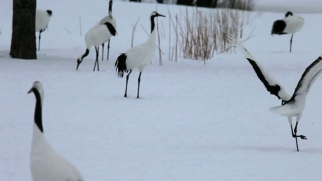 MS TS View of Red - crown Cranes / Tsurui，日本视频素材