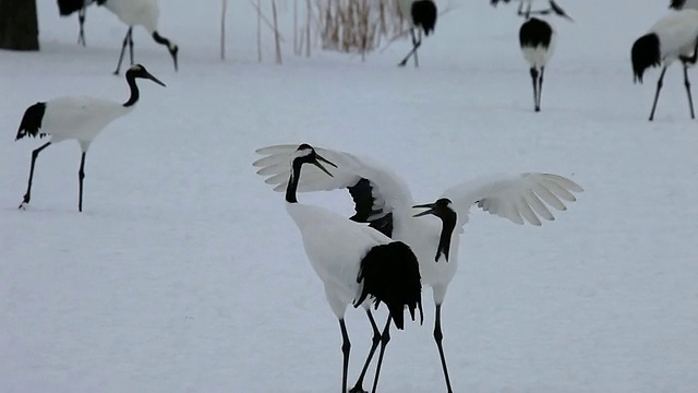 MS TS View of Red - crown Cranes / Tsurui，日本视频素材