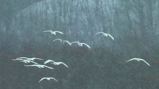 MS TS丹顶鹤飞过/鹤井，日本视频素材