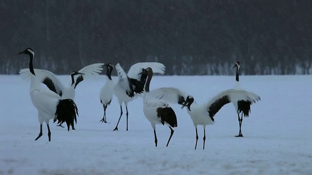 丹顶鹤在雪中嬉戏/鹤井，日本视频素材