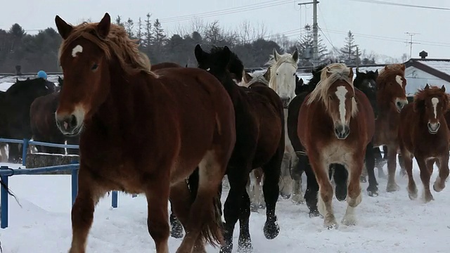 马在雪中奔跑/十胜，日本视频素材