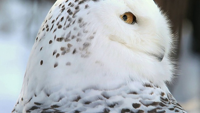 cushot of Owl / Kushiro，日本视频素材