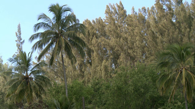 MS棕榈摄影/ Haleiwa，夏威夷，美国视频素材