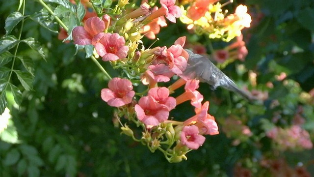 giant hummingbird。蜂鸟巨人视频素材