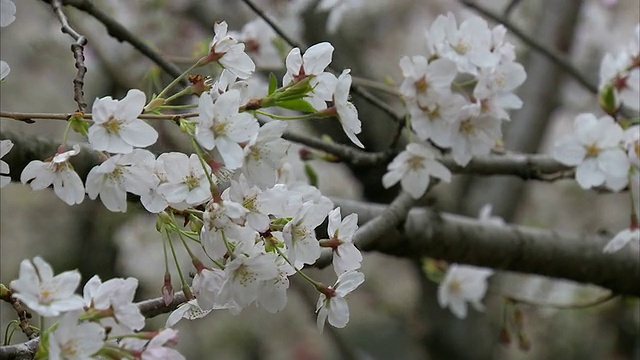 近静-樱花在微风中吹。/日本视频素材