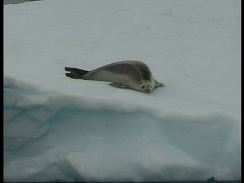 MS Weddell Seal, Leptonychotes weddellii，从冰架上滑入水中，南极洲视频素材