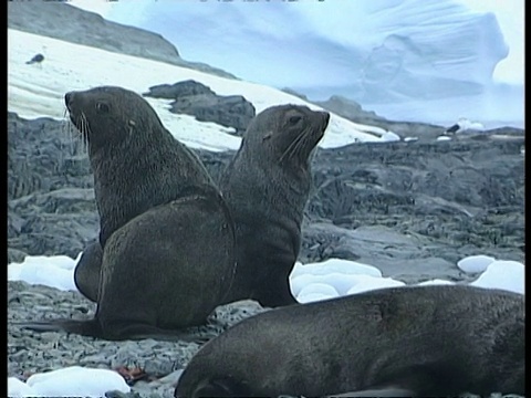 南极海豹群，Arctocephalus gazella，在南极洲的岩石地上视频素材