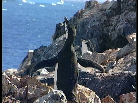 南极洲企鹅，Pygoscelis antarctic，呼唤和拍打翅膀，南极洲视频素材