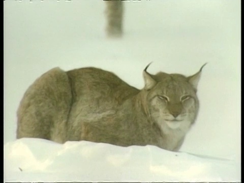 宇宙飞船里的山猫躺在北极圈的雪地里视频素材