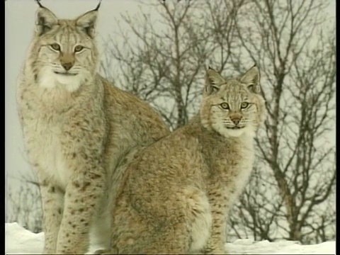 MCU 2的山猫挤坐在一起，看着相机，北极圈视频素材