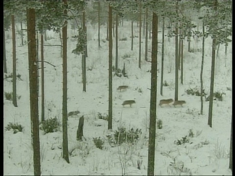 一群高角度的灰狼穿过森林，在雪地里，北极圈视频素材