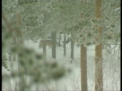 灰狼，犬类狼疮，穿越雪和树林，北极圈视频素材