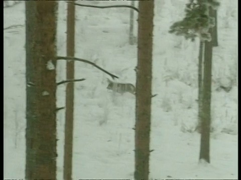 西澳孤独的灰狼，犬类狼犬，穿越雪域森林狩猎，北极圈视频素材