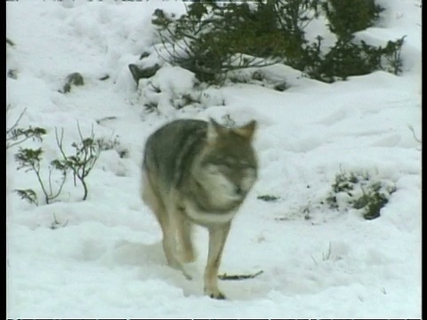 灰狼，犬类狼疮，雪地里，北极圈视频素材