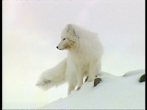 北极狐(Vulpes lagopus)，雪地里，吠叫，北极圈视频素材