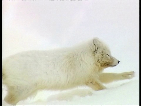 MCU北极狐，Vulpes lagopus，躺在雪中，伸展，走出镜头，北极圈视频素材