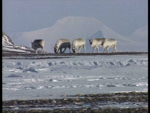 WA Svalbard驯鹿，Rangifer tarandus platyrhychus，行走在苔原上，北极圈视频素材