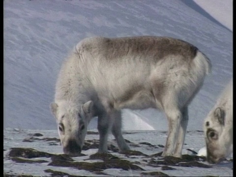 北极圈，在雪地上寻找食物的科罗拉多斯瓦尔巴特群岛驯鹿视频素材