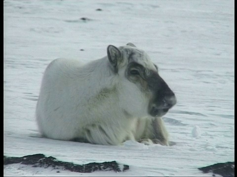 北极圈内，驯鹿Rangifer tarandus platyrhynchus躺在雪中反刍视频素材