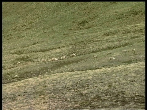 WA Caribou, Rangifer tarandus, herd with mountains in background, series，北极圈视频素材