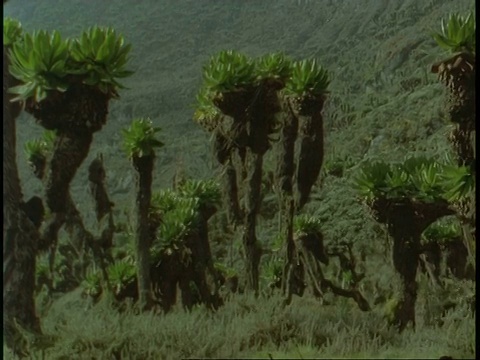 MS Tree Senecio, Dendrosenecio adnivalis，在鲁文佐里山，非洲乌干达视频素材