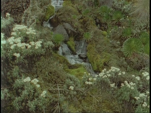 小瀑布流下风景如画的鲁文佐里山边，乌干达，非洲视频素材