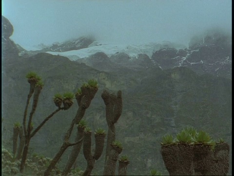 WA Rwenzori山，覆盖在雪，树Senecios前景，乌干达，非洲视频素材