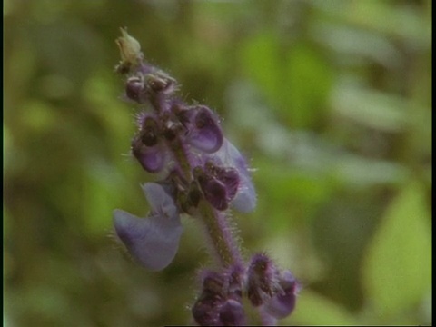 CU紫色的花，在丛林中，乌干达，非洲视频素材