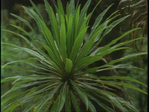 丛林植物，乌干达，非洲视频素材