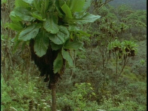 MS Tree Senecio, Dendrosenecio adnivalis，在山坡上的植被中，乌干达，非洲视频下载