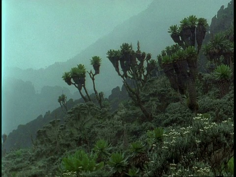 WA树Senecio, Dendrosenecio adnivalis，生长在山坡上，乌干达，非洲视频下载