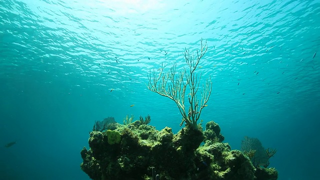 浮潜在暗礁里，鱼儿游过珊瑚视频素材