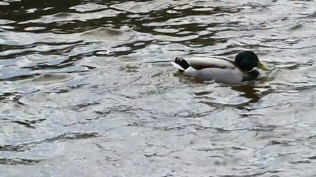 鸭子在水里游泳视频素材