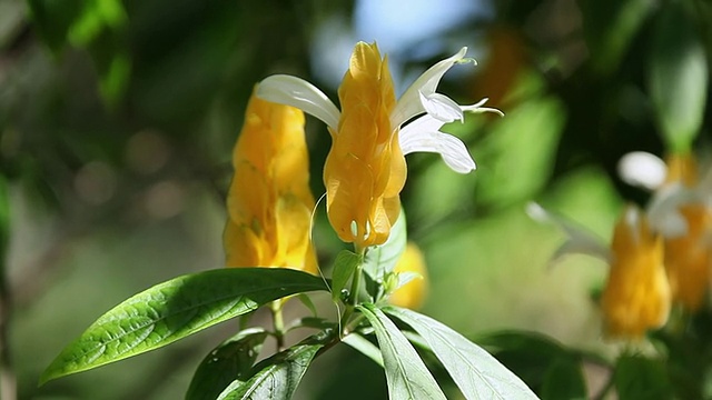 风摇黄虾花/美国夏威夷大岛希洛视频素材