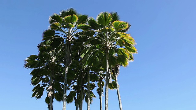 斐济扇棕榈树随风摇摆/希洛，大岛，夏威夷，美国视频素材