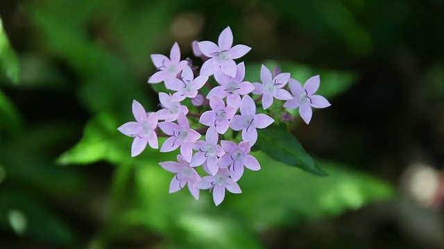 MS Pentas花被风摇动/希洛，大岛，夏威夷，美国视频素材