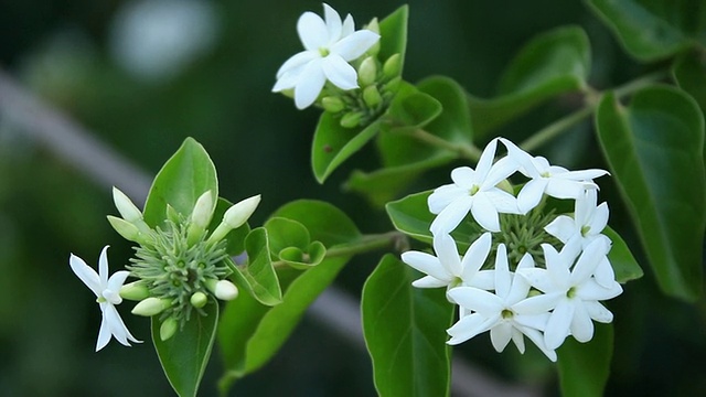 custar茉莉花随风摇曳/希洛，大岛，夏威夷，美国视频素材