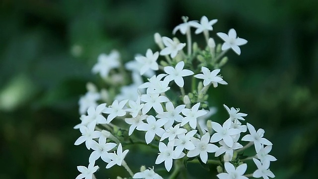 MS Star jasmine flowers shaking by wind /希洛，大岛，夏威夷，美国视频素材