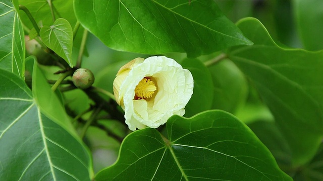 CU Milo花被风摇动和蜜蜂飞过花/卡拉帕纳，大岛，夏威夷，美国视频素材