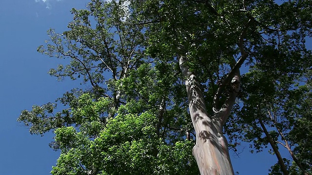 美国夏威夷大岛希洛田间种植的彩虹树视频素材