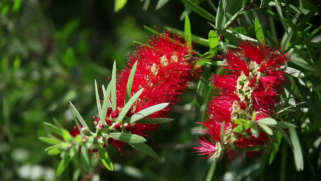 cured bottle brush flowers by wind摇动/希洛，大岛，夏威夷，美国视频素材