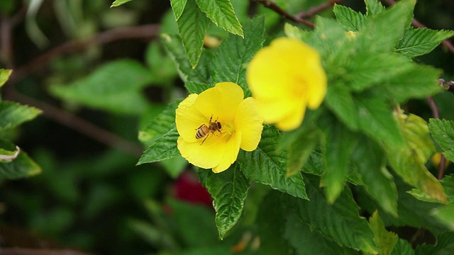 MS黄桤木花摇动的风和蜜蜂收集蜂蜜花/希洛，大岛，夏威夷，美国视频素材