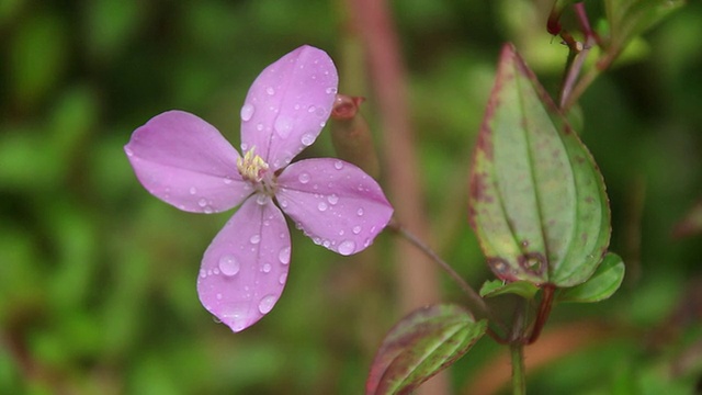 美国夏威夷，大岛，hononomu，风雨同舟的粉红穗花视频素材