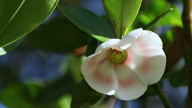 MS Flower ofÂ亲笔签名树生长在热带雨林和蜜蜂收集蜂蜜从花/卡波霍，大岛，夏威夷，美国视频素材