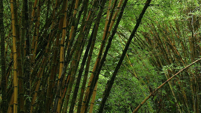 神圣的巴厘岛竹子和叶子生长在热带雨林/ hononomu，大岛，美国夏威夷视频素材